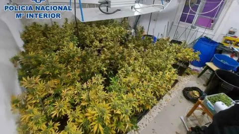 Plantaci&oacute;n de marihuana en una vivienda en La L&iacute;nea