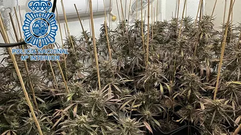 Marihuana intervenida en una unifamiliar en Jerez