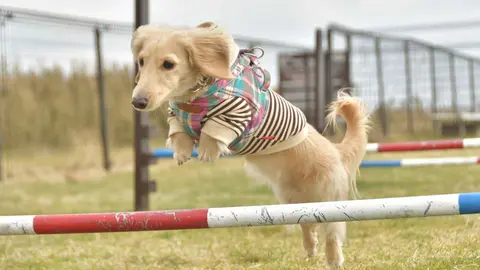 Un perro realizando una prueba de agilidad