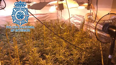 Plantaci&oacute;n de marihuana en un piso de Jerez