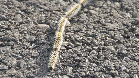 Oruga procesionaria