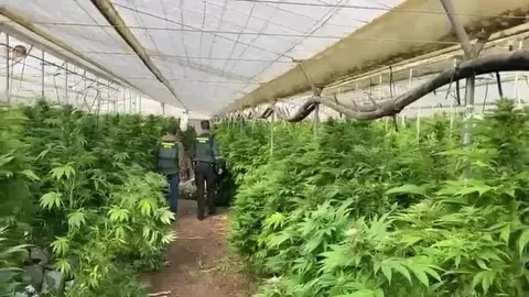 Plantaci&oacute;n de marihuana en Conil