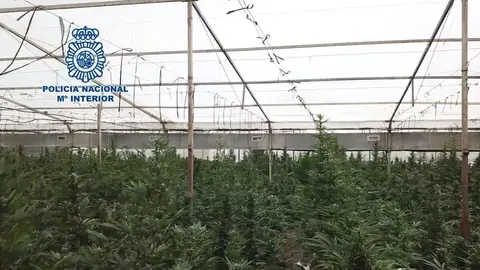 Transporta marihuana desde M&aacute;laga hasta Melilla