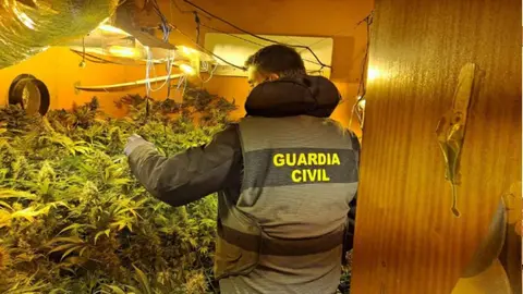 Plantaci&oacute;n de marihuana descubierta en una de las viviendas