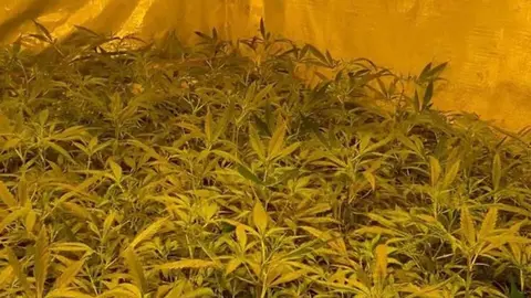 Plantaci&oacute;n de marihuana intervenida en Sanl&uacute;car