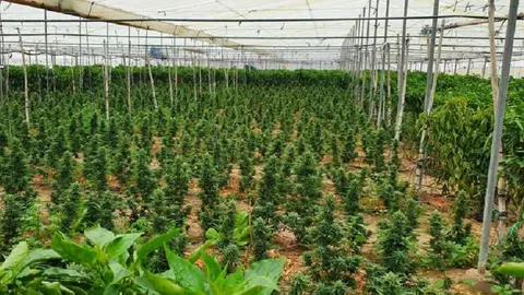 Incautan 2.000 plantas de marihuana en 7 domicilios de Sanl&uacute;car y Chipiona