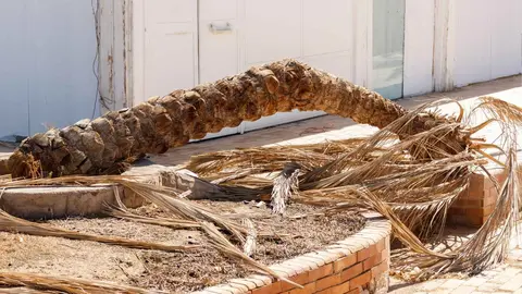Una palmera en el suelo en una foto de archivo