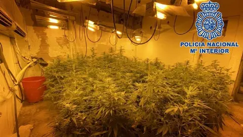 La Junta de Andaluc&iacute;a recupera 17 viviendas con m&aacute;s de 4.000 plantas de cannabis en M&aacute;laga