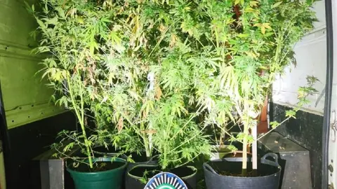 Ocupan 2 viviendas en Sevilla para llenarlas de marihuana