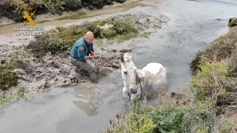 Caballo hundido en el barro