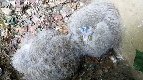 Pollos de b&uacute;ho real nacidos en Jerez