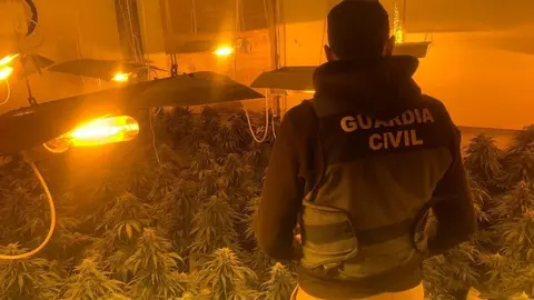 Esconden 1.460 plantas de marihuana en 3 viviendas de Moraleda de Zafayona