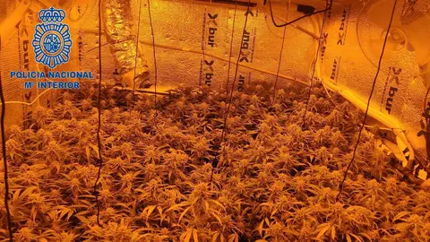 Plantaci&oacute;n indoor de marihuana en El Torno