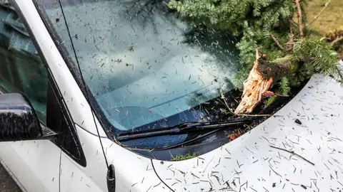 Cae un &aacute;rbol sobre un coche en Sevilla por el temporal