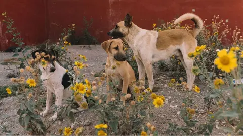 Varios perros atacan a 2 senderistas en Casabermeja