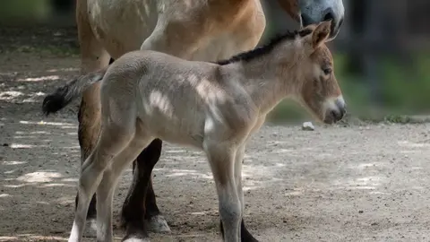 Cr&iacute;a reci&eacute;n nacida del caballo de Przewalski en el Zoo de Jerez