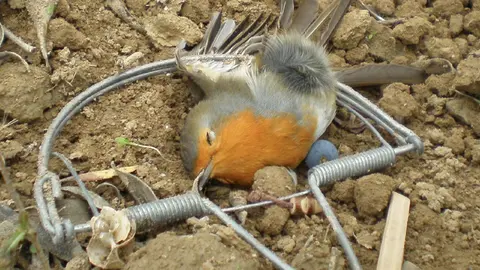 Maltrato animal en C&oacute;rdoba Captura multitud de aves con redes prohibidas