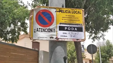 Poda de &aacute;rboles en Jerez