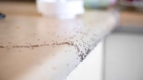 Hormigas invaden la encimera de una cocina