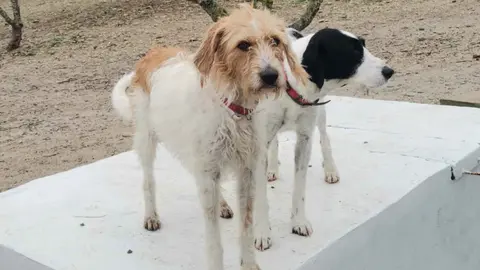Flora y Cloe, perritas desaparecidas en Jerez