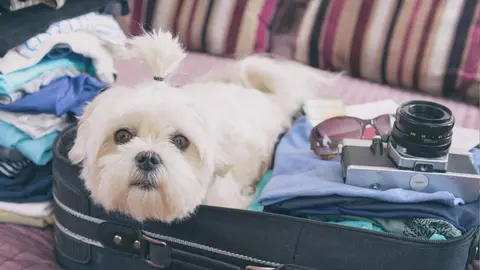 Un perro dentro de una maleta