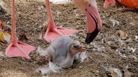 Bioparc Fuengirola ve nacer a los primeros polluelos de flamenco. M&aacute;laga