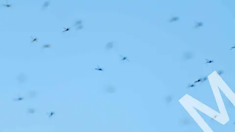 La ola de calor viene cargada de mosquitos que huyen del invento que arrasa en Amazon