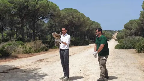Juanma Moreno libera en Chiclana ejemplares de b&uacute;ho real y cern&iacute;calo a la naturaleza