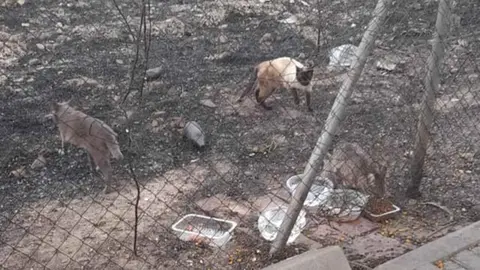 Gatos en una colonia felina