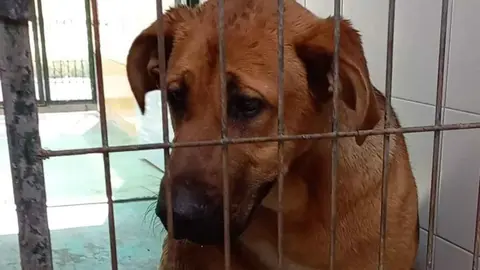 Uno de los perros afectados por parvo en Jerez