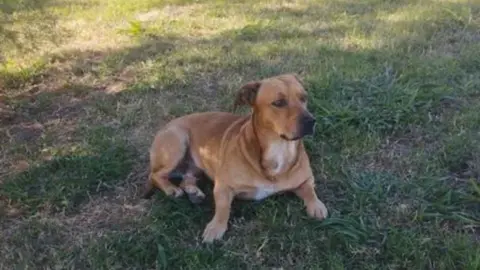 Perro abandonado en la zona sur de Jerez