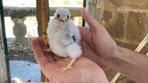 Cr&iacute;as de cern&iacute;calos primillas en la Iglesia de San Juan