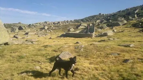 Terrible maltrato a un perro en Granada. Acribillado con una escopeta en un paraje