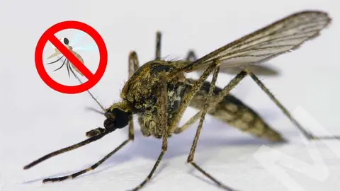 Leroy Merlin adelanta a Mercadona con el antimosquitos que no sab&iacute;as que exist&iacute;a