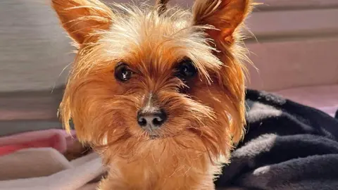 Cuki, perrita perdida en Jerez