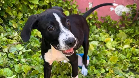 Perro abandonado en Los Villares