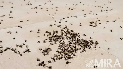 As&iacute; fue la invasi&oacute;n nocturna de al&uacute;as en medio Jerez causa y c&oacute;mo dar soluci&oacute;n (1)
