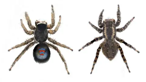 Phlegra blaugrana nueva especie de ara&ntilde;a descubierta por un jerezano