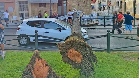 Cae una palmera frente a Romerijo en El Puerto sobre un coche y una casa