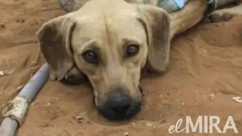 Perro desaparecido tras el incendio en Jerez