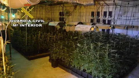 Este es el nuevo golpe contra el tr&aacute;fico de marihuana en Sevilla. Varios detenidos