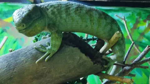 Esliz&oacute;n en el Zoo de Jerez