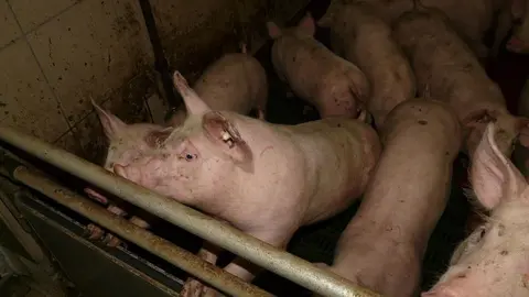 Muere un trabajador al caer a una tolva en una granja de cerdos de Almer&iacute;a