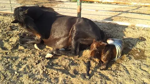 Brutal ataque a tiros contra yeguas pre&ntilde;adas en Huelva. Estas son las consecuencias