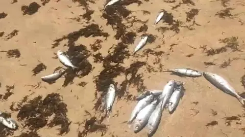 Peces muertos en la Playa de Trafalgar