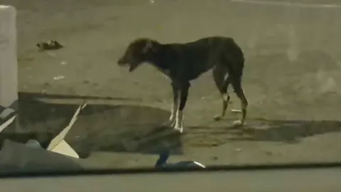 Perro en el aparcamiento del cementerio
