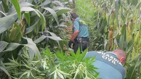 As&iacute; ocultan cientos de kilos de marihuana en una plantaci&oacute;n de ma&iacute;z en C&oacute;rdoba