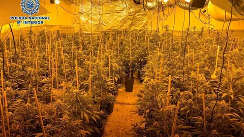 Este es el motivo de la brutal paliza a 2 trabajadores de una plantaci&oacute;n de droga en M&aacute;laga