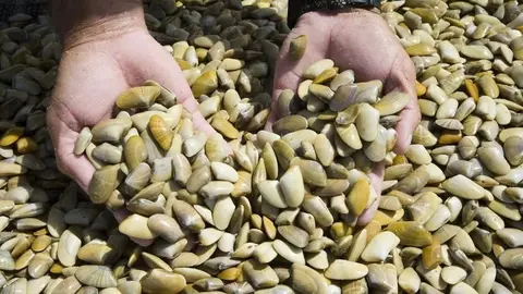 Este es el nuevo golpe contra el marisqueo ilegal en Huelva. 125 kilos de coquinas intervenidos