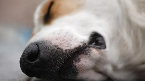 Un hombre mata a 25 perros, 14 de ellos cachorros, en Hu&eacute;rcal-Overa (Almer&iacute;a)